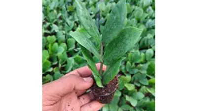 Alpine Greens Plants Nursery