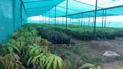 Vasundhara Plant Nursery
