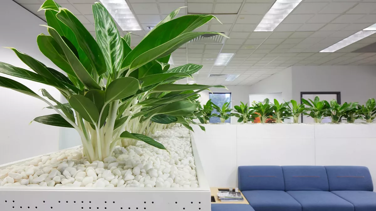 Green House For Gardens Design 2