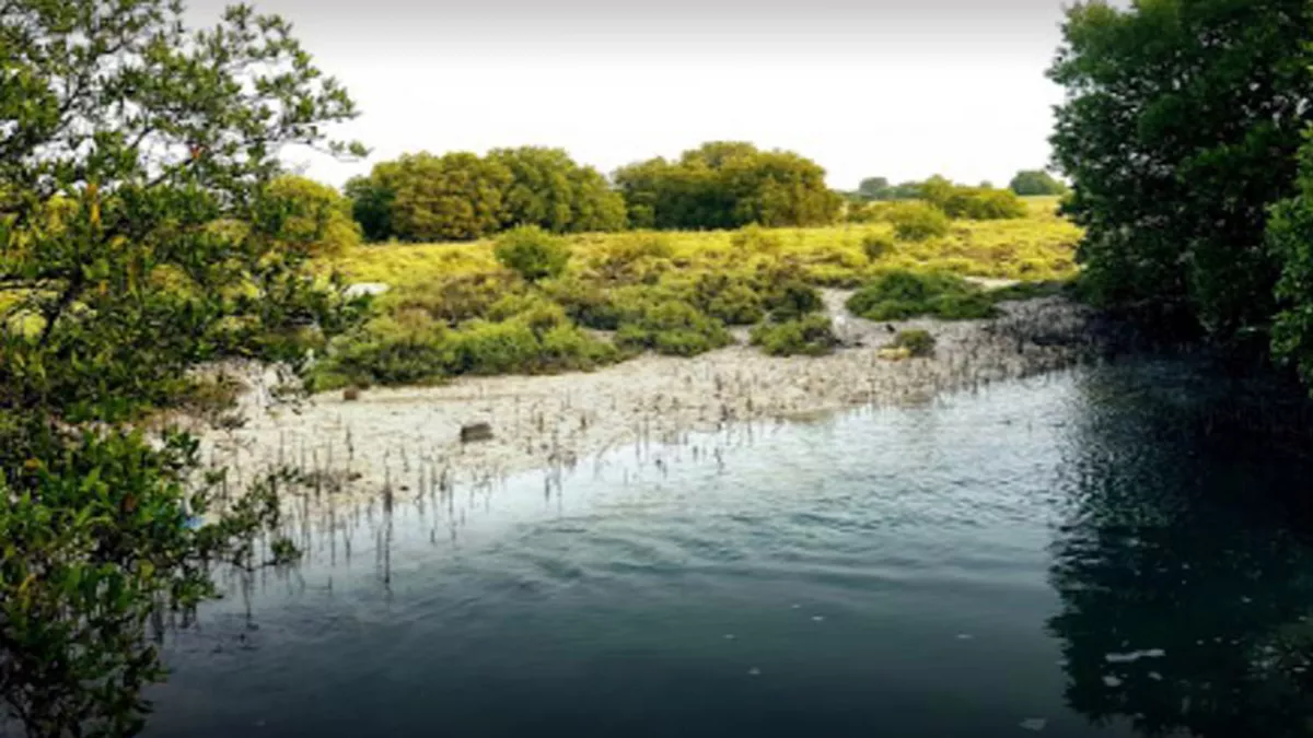 Al Thakira Mangroves Forest END 8