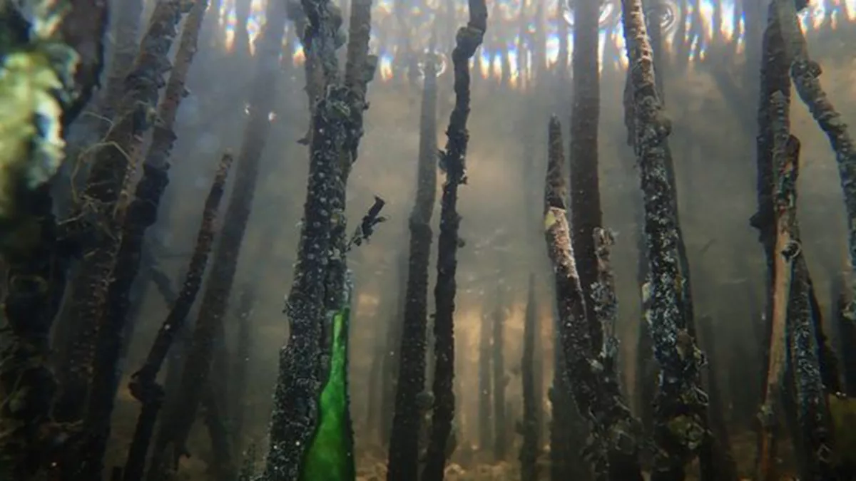 Al Thakira Mangroves Forest END 4