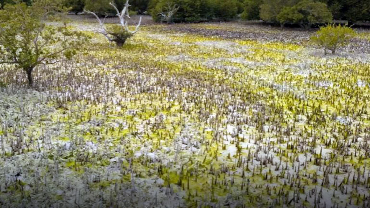 Al Thakira Mangroves Forest END 6
