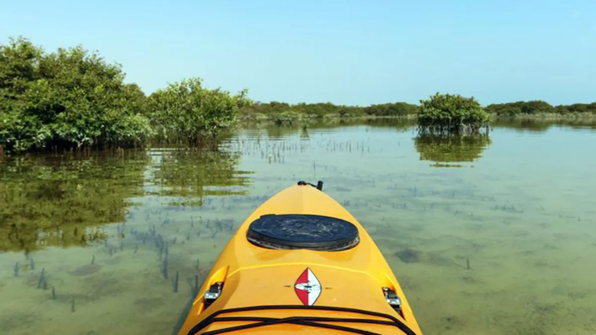 Al Thakira Mangroves Forest END 1