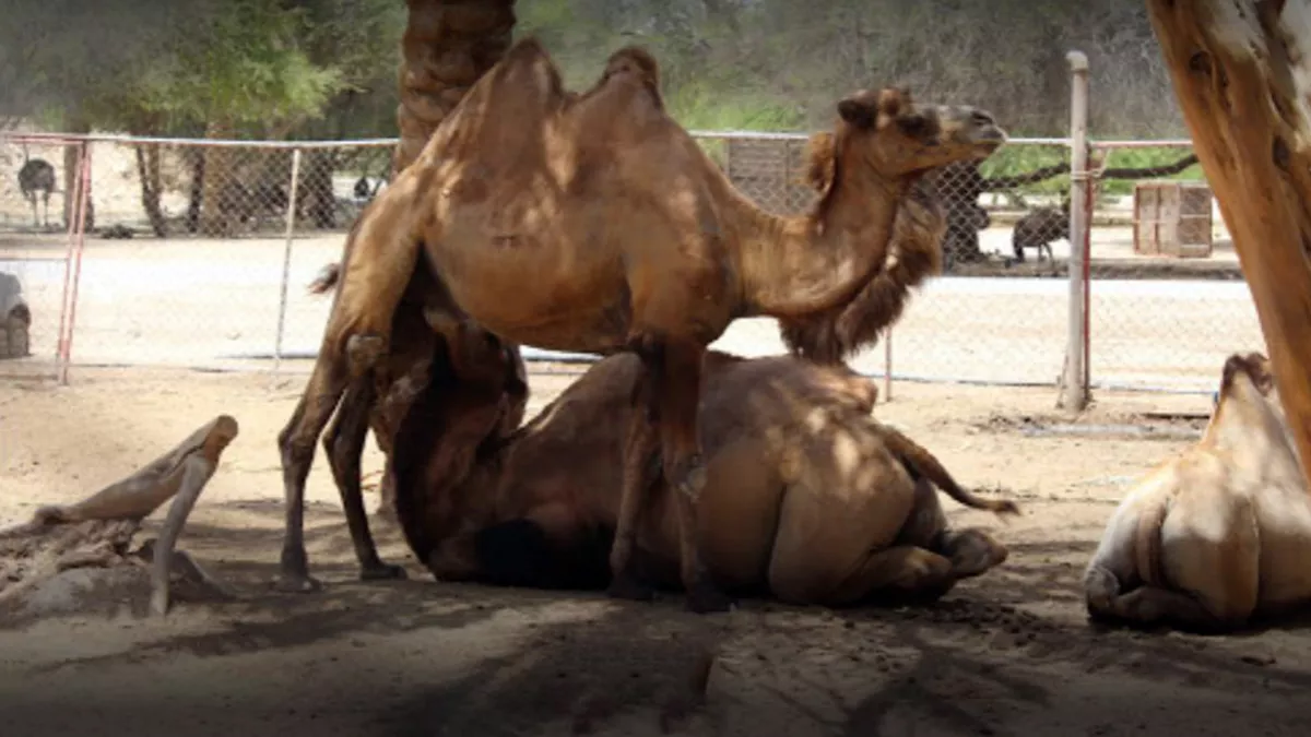 Al Dosari Zoo and Game Reserve 1