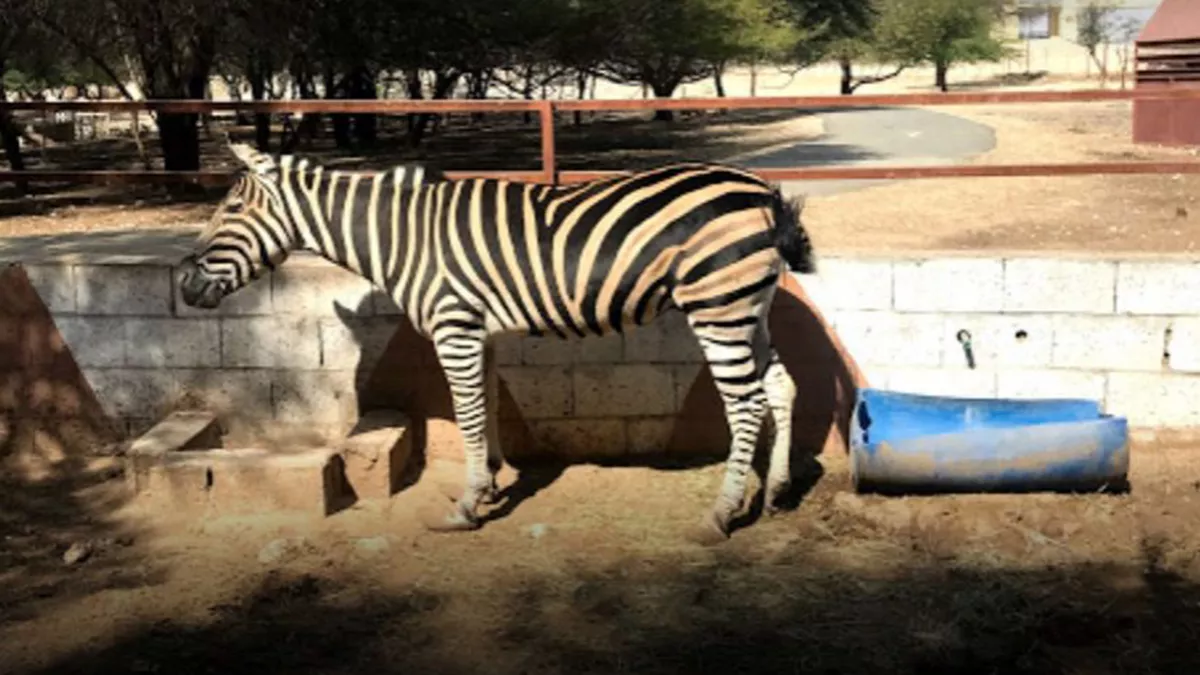 Al Dosari Zoo and Game Reserve 6