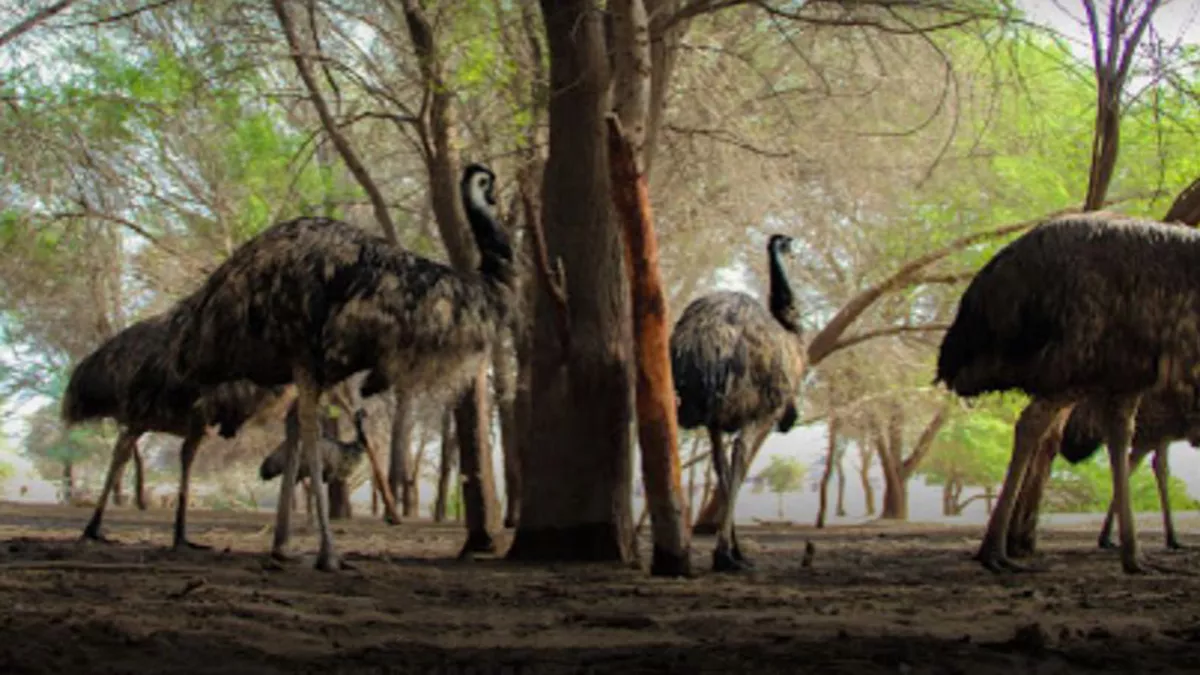 Al Dosari Zoo and Game Reserve 2