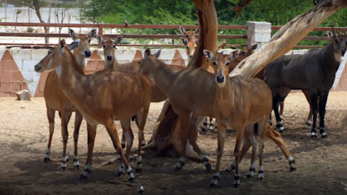 Al Dosari Zoo and Game Reserve 5