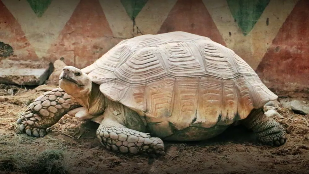 Al Dosari Zoo and Game Reserve 3