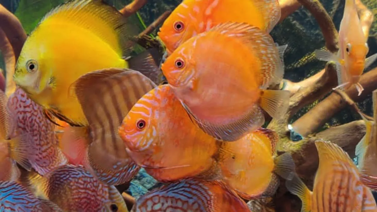 Seven shores aquatic pet store 5