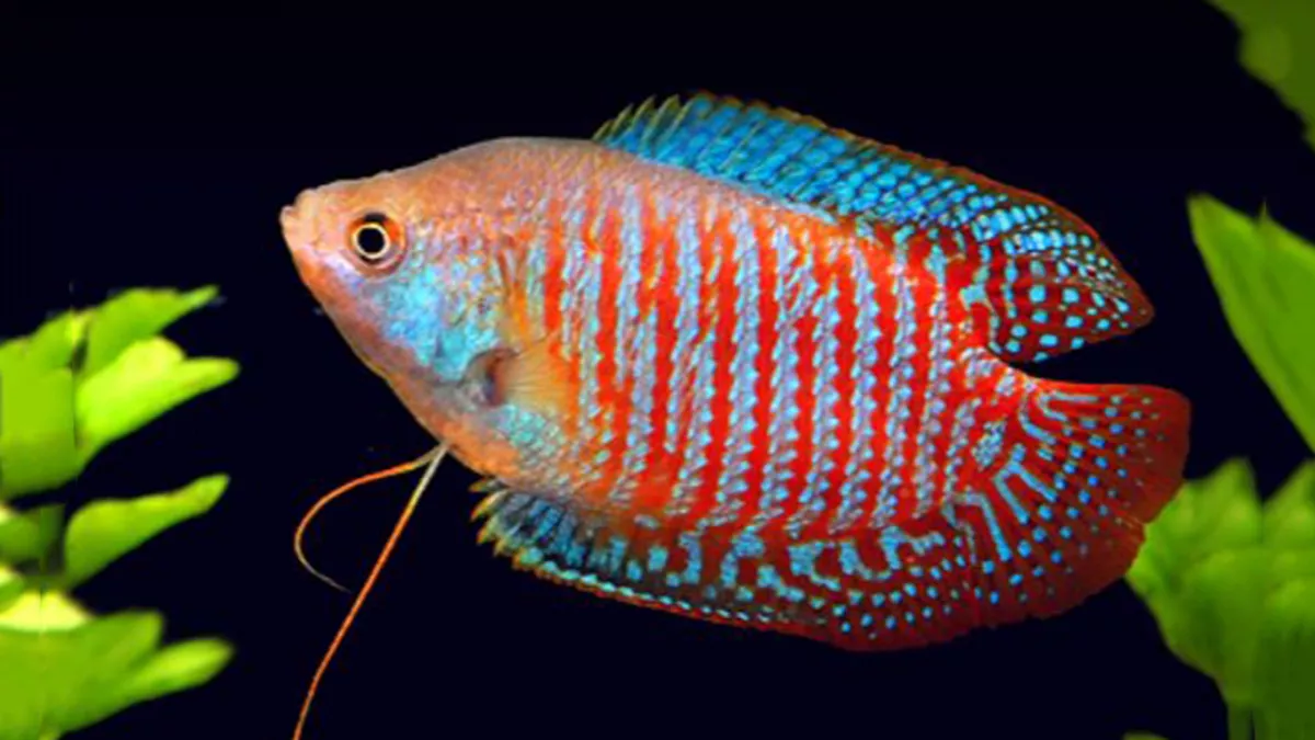 Seven shores aquatic pet store 3