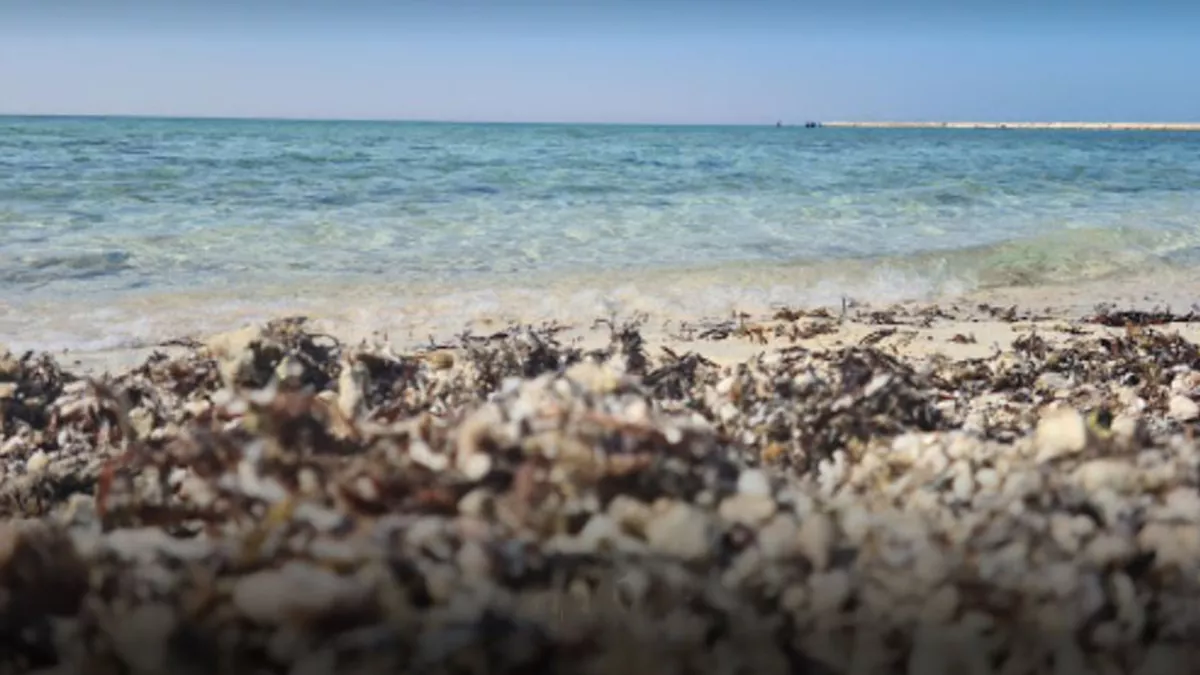 Umm Bab Beach ( Palm Tree Beach ) 3