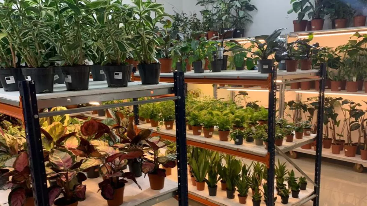 Orbee Plants and Flowers - Al Thumama 1