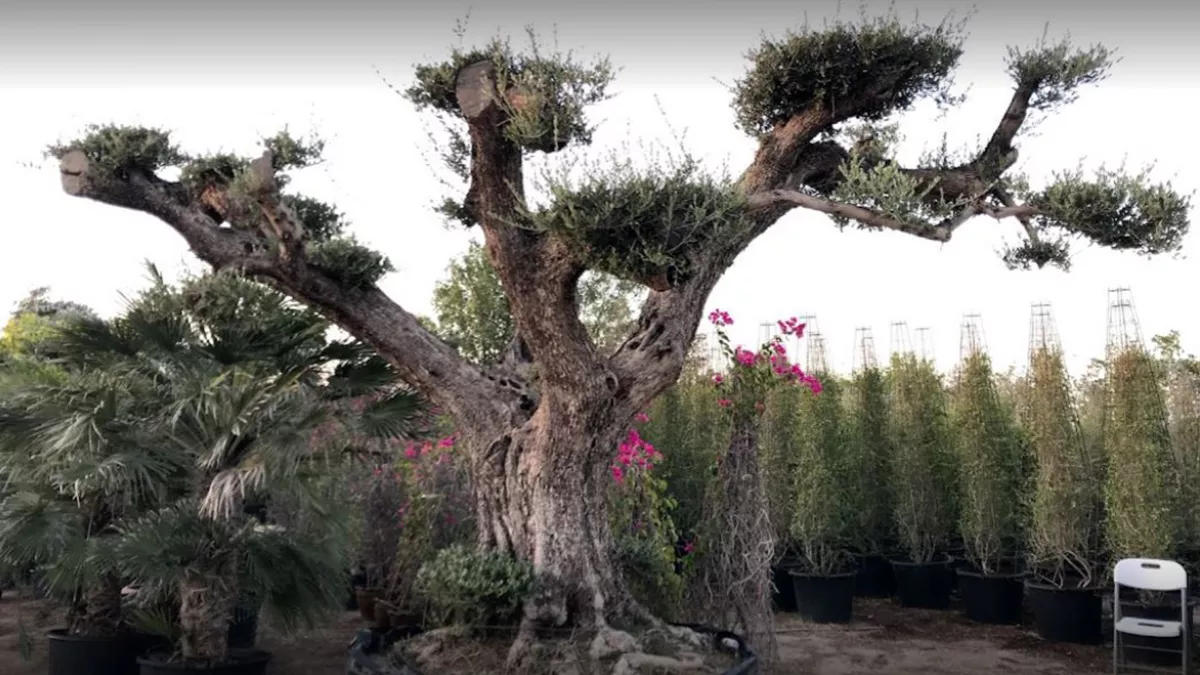 Al Naimi Landscaping 1