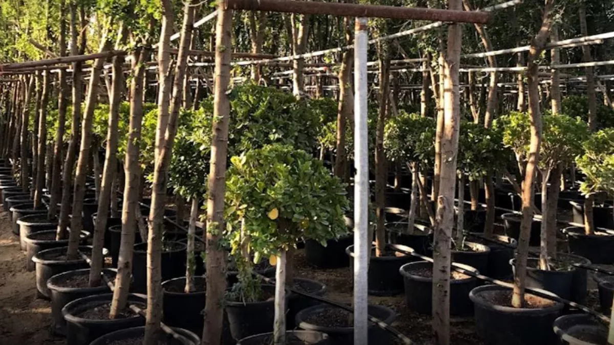 Al Naimi Landscaping 2