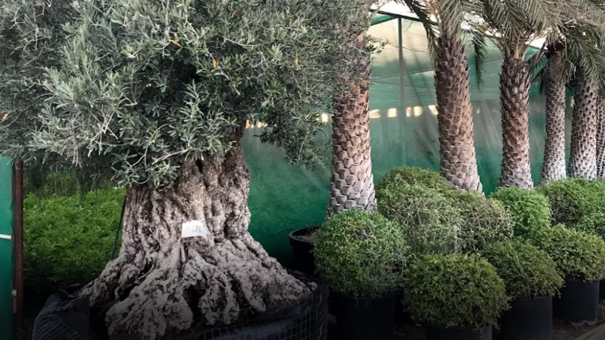 Al Naimi Landscaping 4