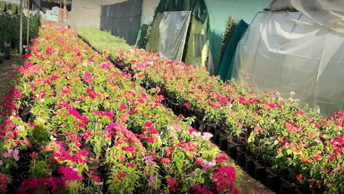 Al Naimi Landscaping 3