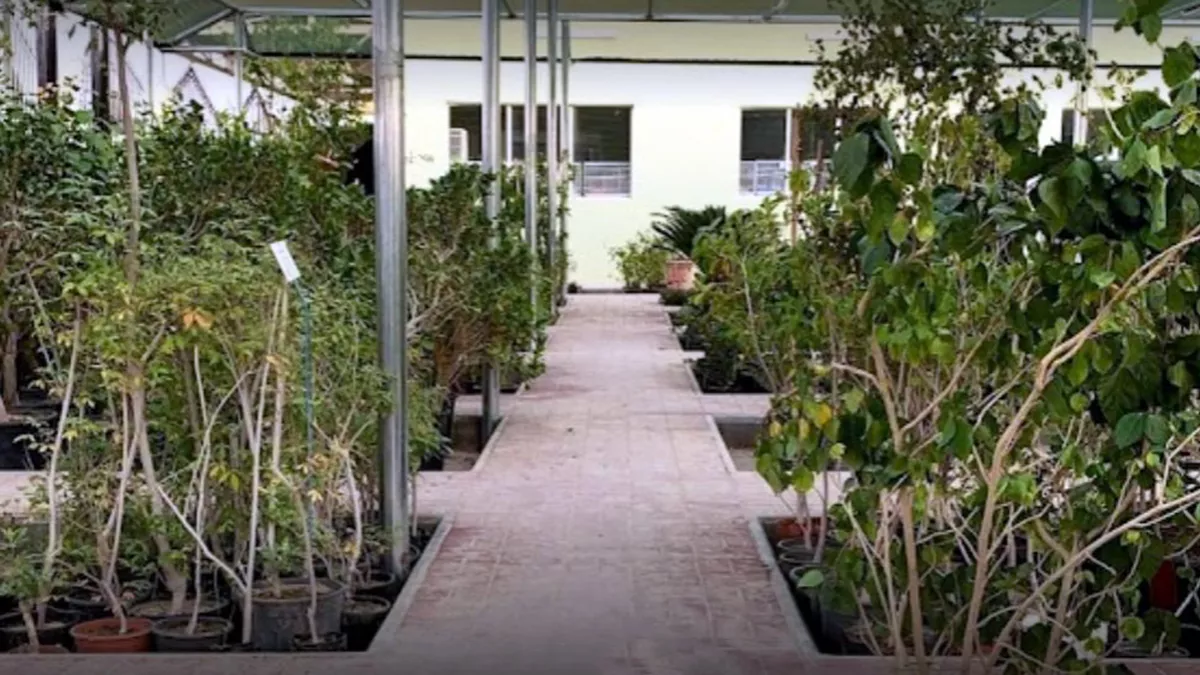Green Tree Nursery 3