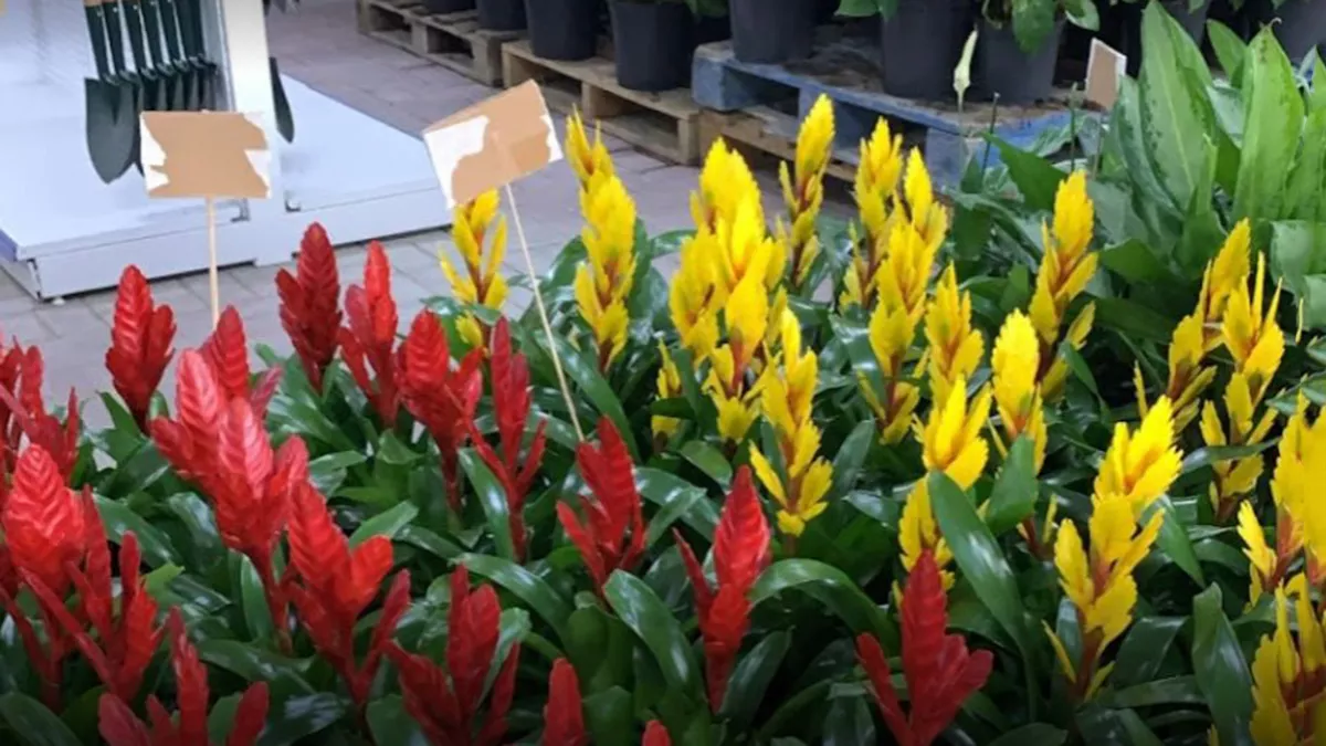 Green Tree Nursery 1