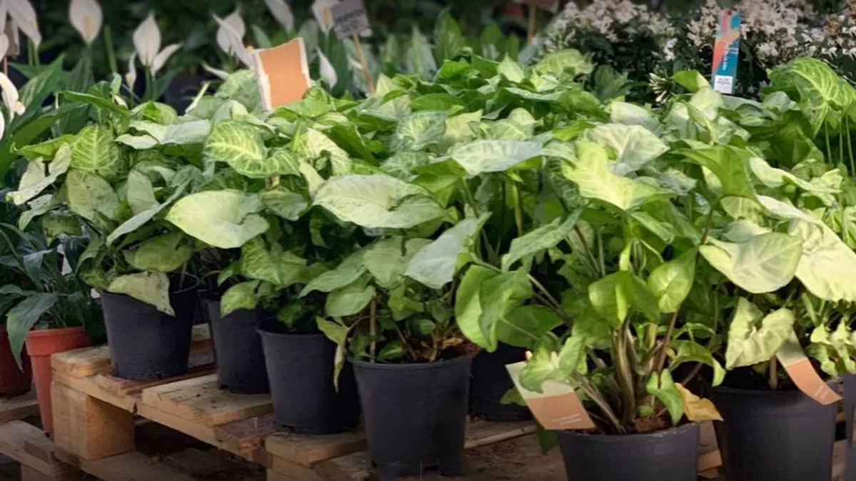 Green Tree Nursery 2