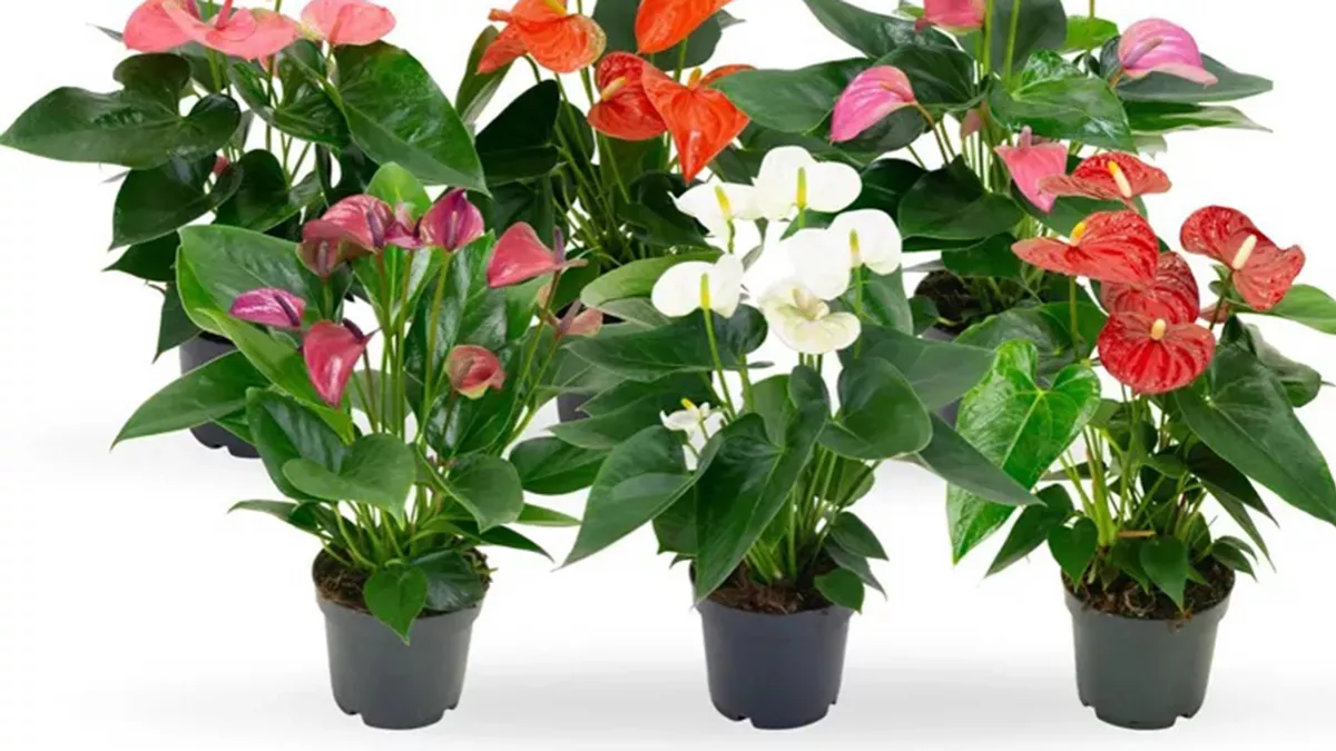 Desert Green Qatar 1