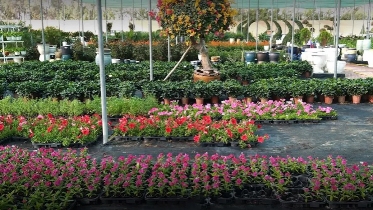 Desert Green Qatar 8