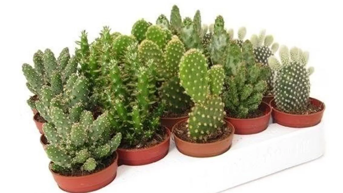 Desert Green Qatar 2