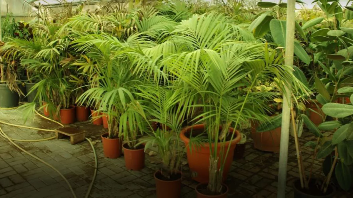 Desert Green Qatar 6