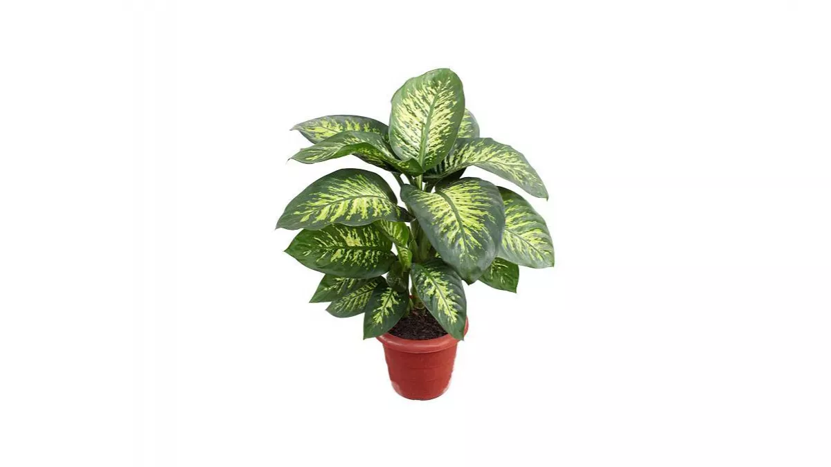 Italian Planters Qatar 1