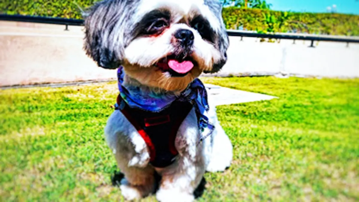 Barkers & Mittens Pet Boutique 2