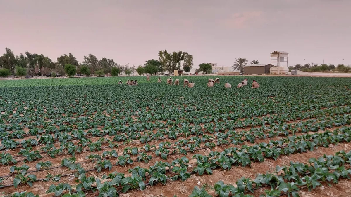 Qatarat Agriculture Development Company 1