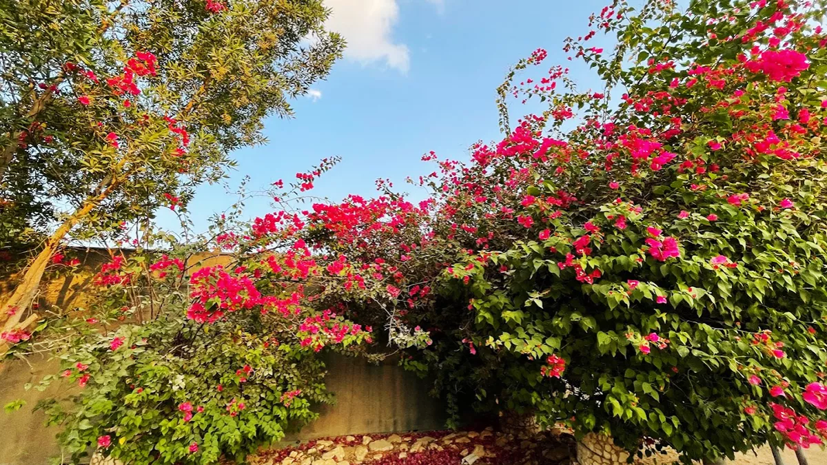 Qatarat Agriculture Development Company 2