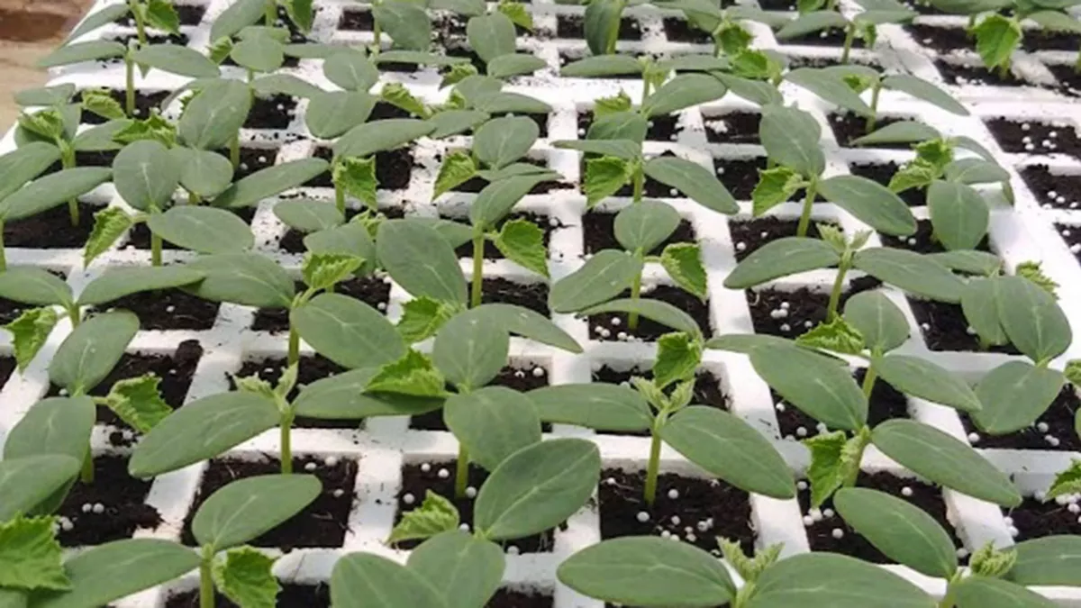 Qatarat Agriculture Development Company 3