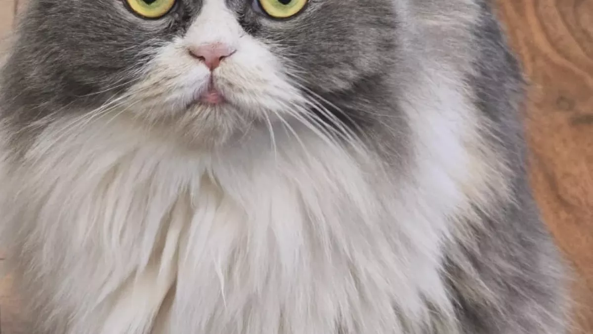 Fluffy Tails: Luxury Mobile Pet Grooming in Qatar 3