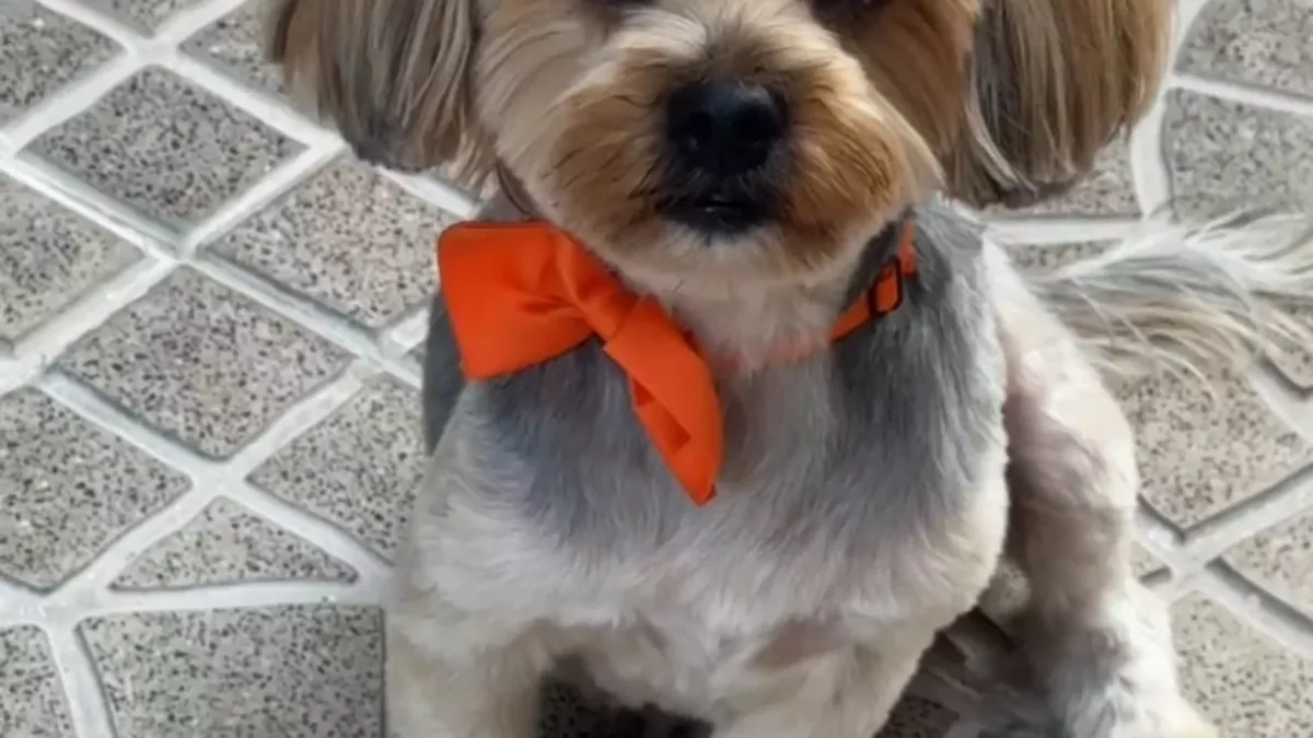 Fluffy Tails: Luxury Mobile Pet Grooming in Qatar 4