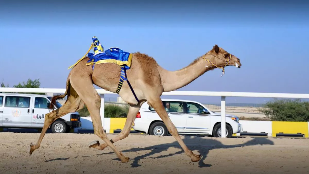 Al Shahaniya Camel Race Track 6