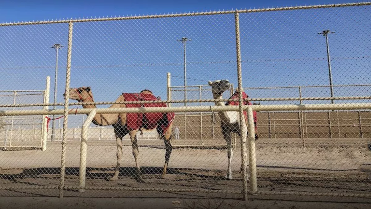 Al Shahaniya Camel Race Track 3