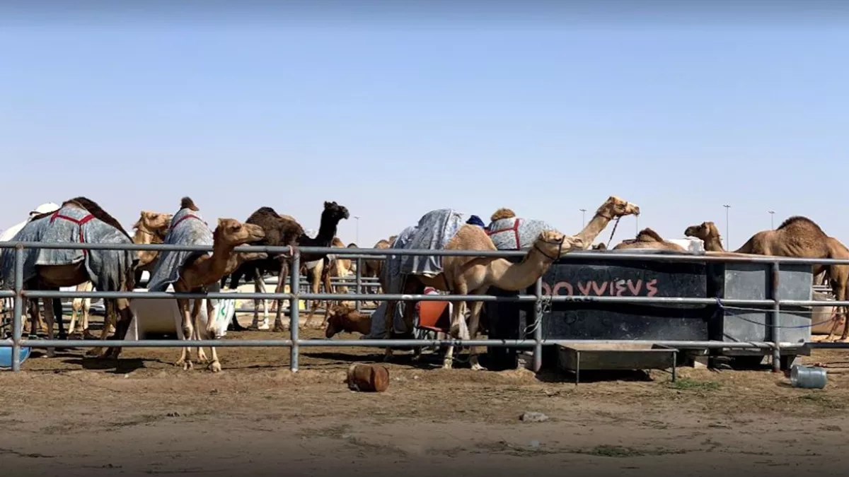 Al Shahaniya Camel Race Track 2