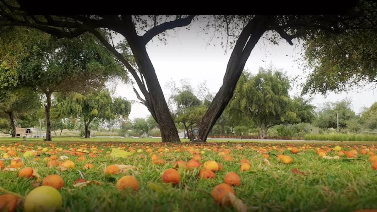 Al Bidda Park Phase 2A 4