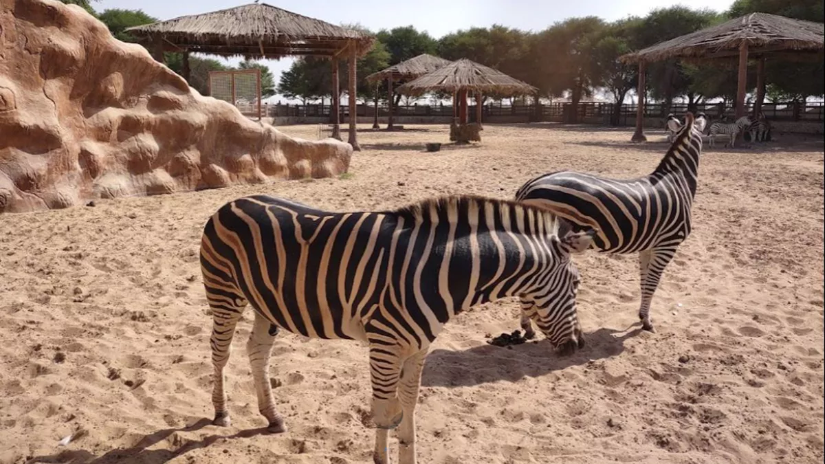 Al Khor Family Park & Zoo 4
