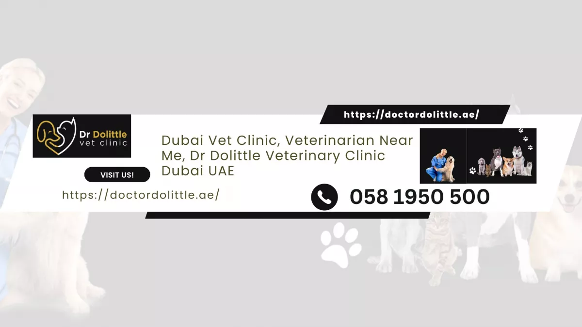Doctor Dolittle Vet Clinic 1
